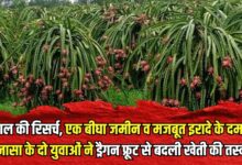 Dragon fruit farming benefits success story
