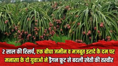 Dragon fruit farming benefits success story