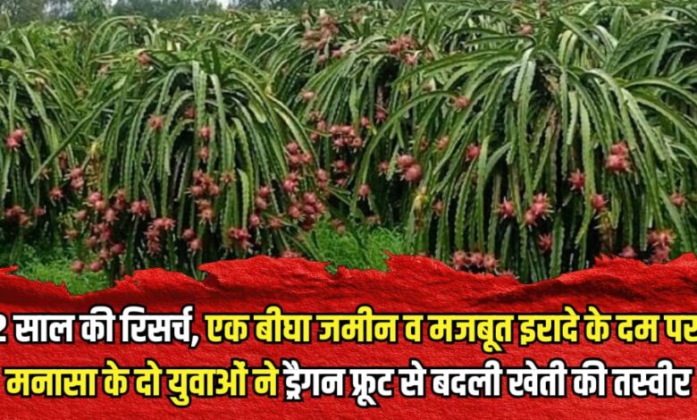 Dragon fruit farming benefits success story