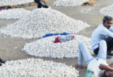 MANDSAUR MANDI REOPEN