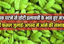 SMALL CARDAMOM PRICE UPDATE