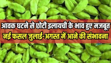 SMALL CARDAMOM PRICE UPDATE