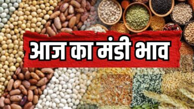 TODAY MANDI BHAV, ONION RATE TODAY, GARLIC RATE TODAY, POTATO TODAY RATE, SOYABEAN RATE UPDATE, आज का मंडी भाव,