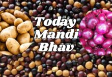 Onion potato supplies strong pigeon pea rate increase