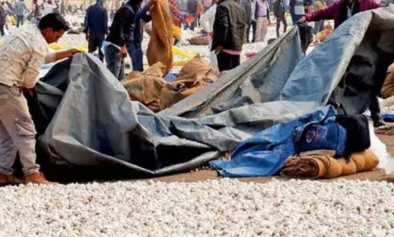 Garlic is wet at the Mandsaur market about rainfall