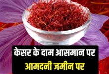 Saffron prices are soaring but incomes are plummeting