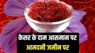 Saffron prices are soaring but incomes are plummeting