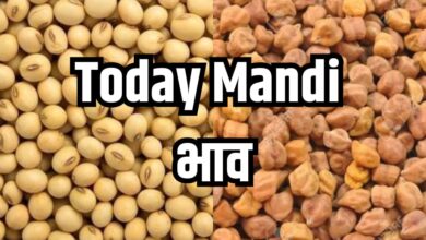 soybeans sold for up to 6254 In the Ratlam market