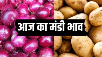 Supply of potatoes onions and garlic has increased see mandi bhav
