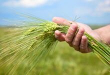 MP NEWS, MSP REGISTRATION UPDATE, MSP REGISTRATION,