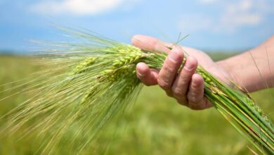 MP NEWS, MSP REGISTRATION UPDATE, MSP REGISTRATION,