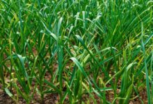 GARLIC PHARMING TIPS