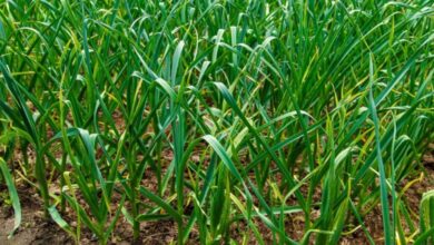 GARLIC PHARMING TIPS