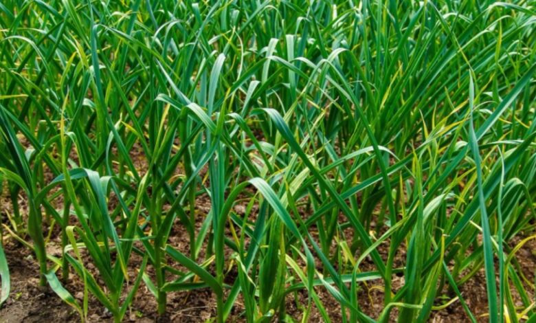 GARLIC PHARMING TIPS