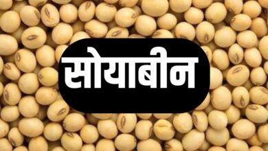 SOYABEAN RATE