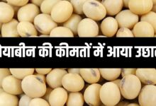 SOYABEEN RATE TODAY