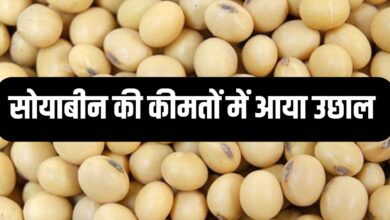 SOYABEEN RATE TODAY